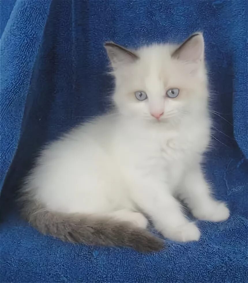 Порода кошек тряпичная кукла фото цена Chocolate Bicolor Ragdoll Kitten Best Sale www.ulthera.ru