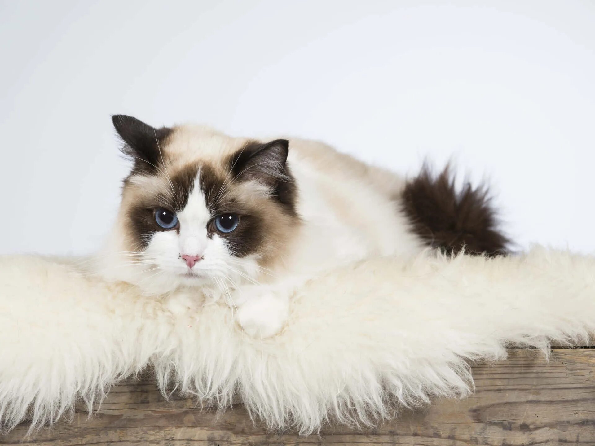 Порода кошек тряпичная кукла фото цена 100+ Ragdoll Wallpapers Wallpapers.com