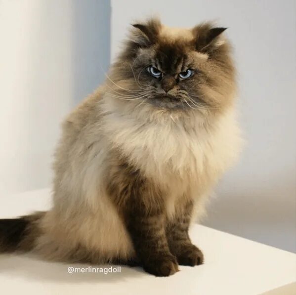 Порода кошек тряпичная кукла фото цена Meet The Kitty Who Always Looks Angry No Matter What The Situation Is Cat pics, 