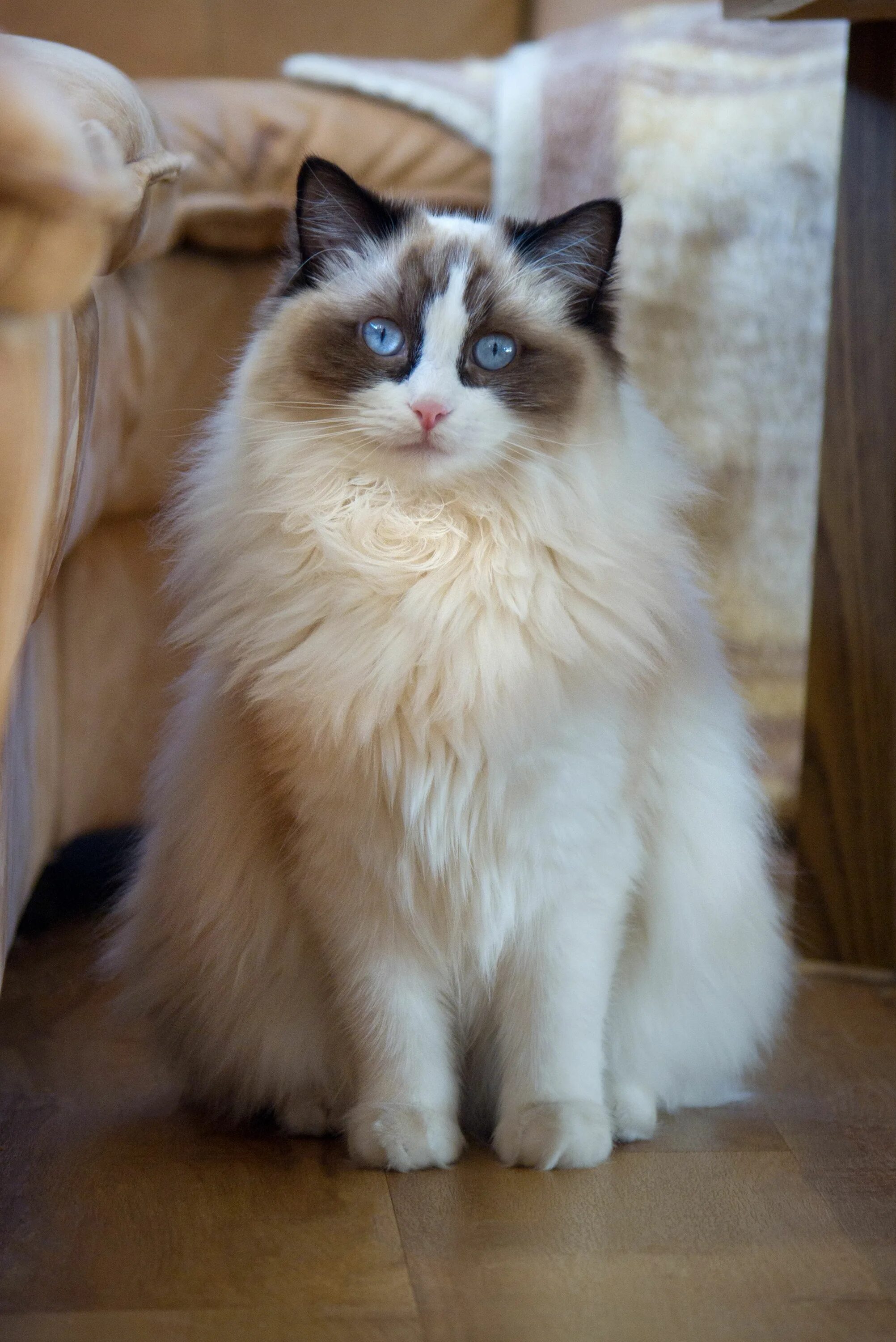 Порода кошек тряпичная кукла фото цена Amy Ragdoll cat breed, Ragdoll cat, Cat breeds