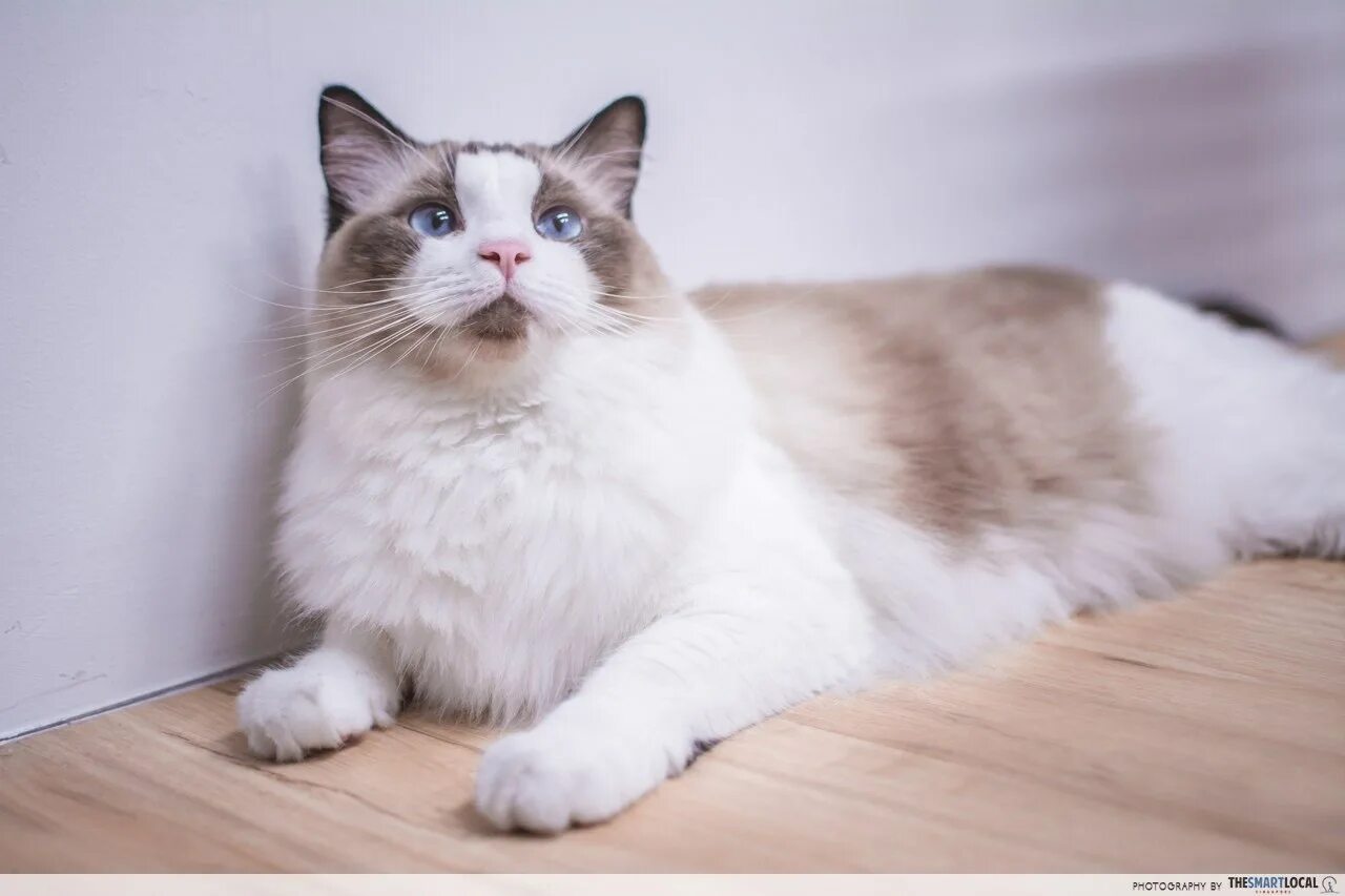 Порода кошек тряпичная кукла фото цена Рэгдолл короткошерстный - картинки и фото koshka.top