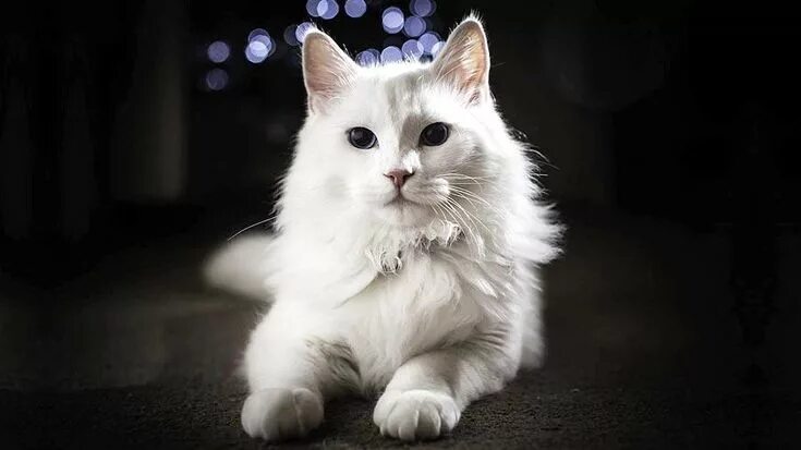 Порода кошек турецкая ангора фото 6 Of The Oldest Cat Breeds Still In Existence Angora cats, Turkish angora cat, C