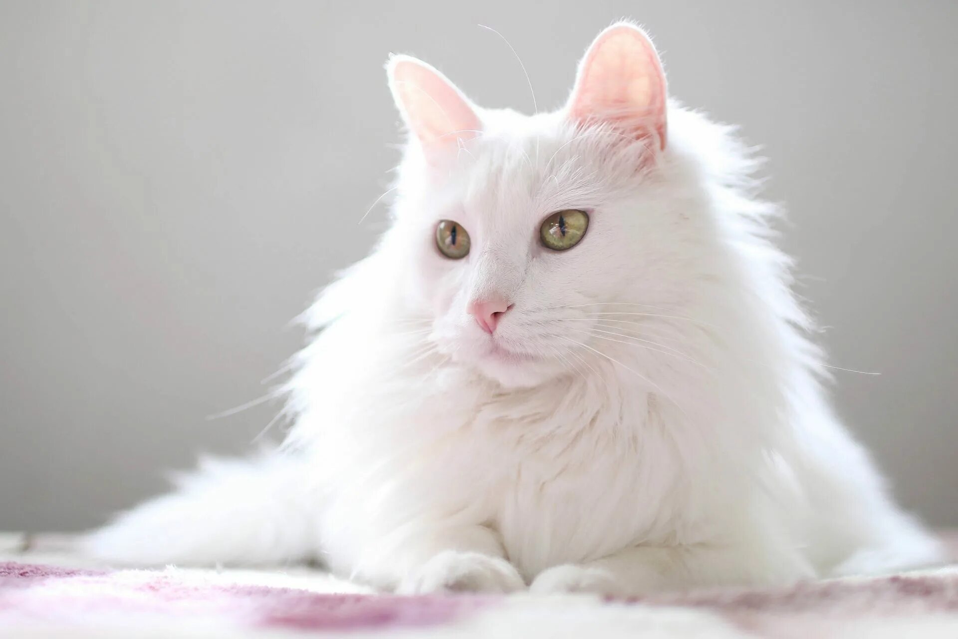 Порода кошек турецкая ангора фото белая кошка Türkisch Angora - Die elegante Langhaarkatze im Portrait