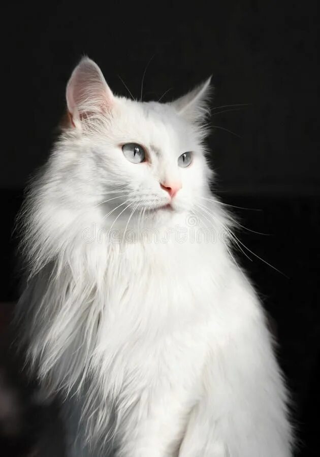 Порода кошек турецкая ангора фото белая кошка White angora cat. On a black background #Sponsored , #affiliate, #Ad, #angora, #