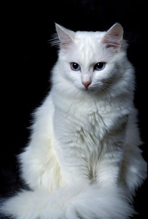 Порода кошек турецкая ангора фото цена Loading... Angora cats, Turkish angora cat, Cute cats