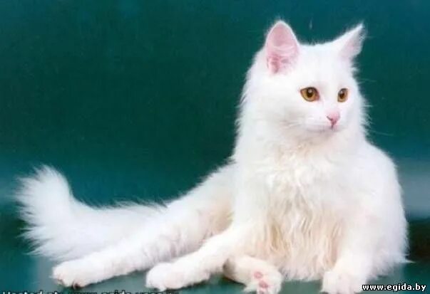 Fluffy cat Turkish Angora Desktop wallpapers 600x1024