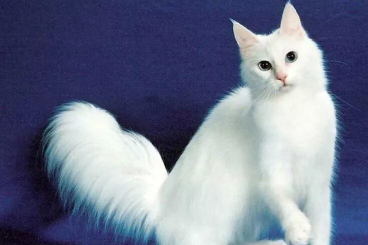 Порода кошек турецкая ангора фото цена Turkish Angora originates from the Middle East from Armenia, Turkey and Afghanis