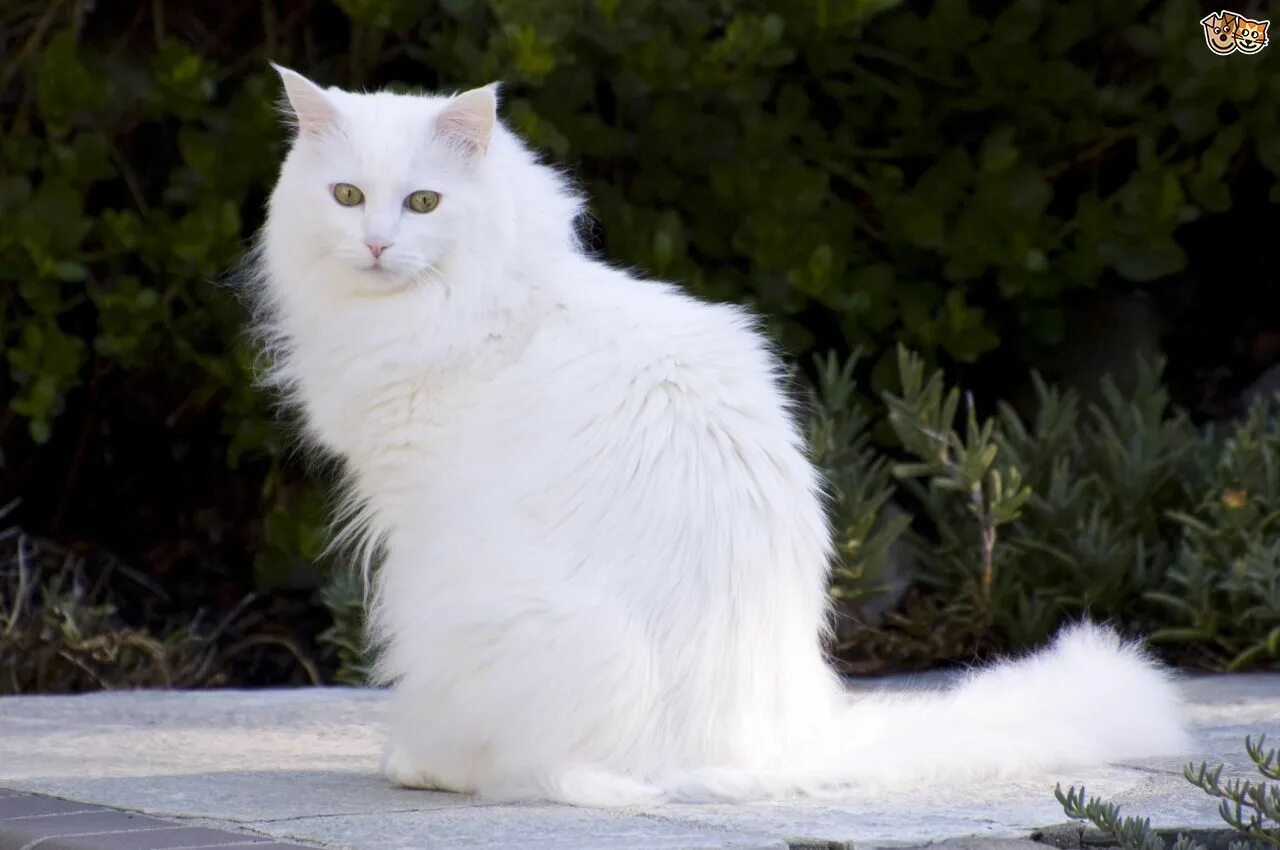 Порода кошек турецкая ангора фото цена Turkish Angora Cats Breed Facts, Information and Advice Pets4Homes Turkish angor