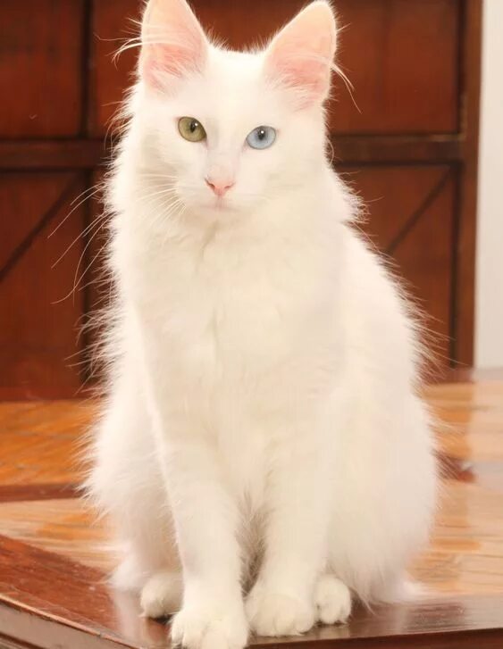 Порода кошек турецкая ангора фото цена Turkish Angora The Amazing One Cat by Pets Planet... Angora turc, Chat angora tu