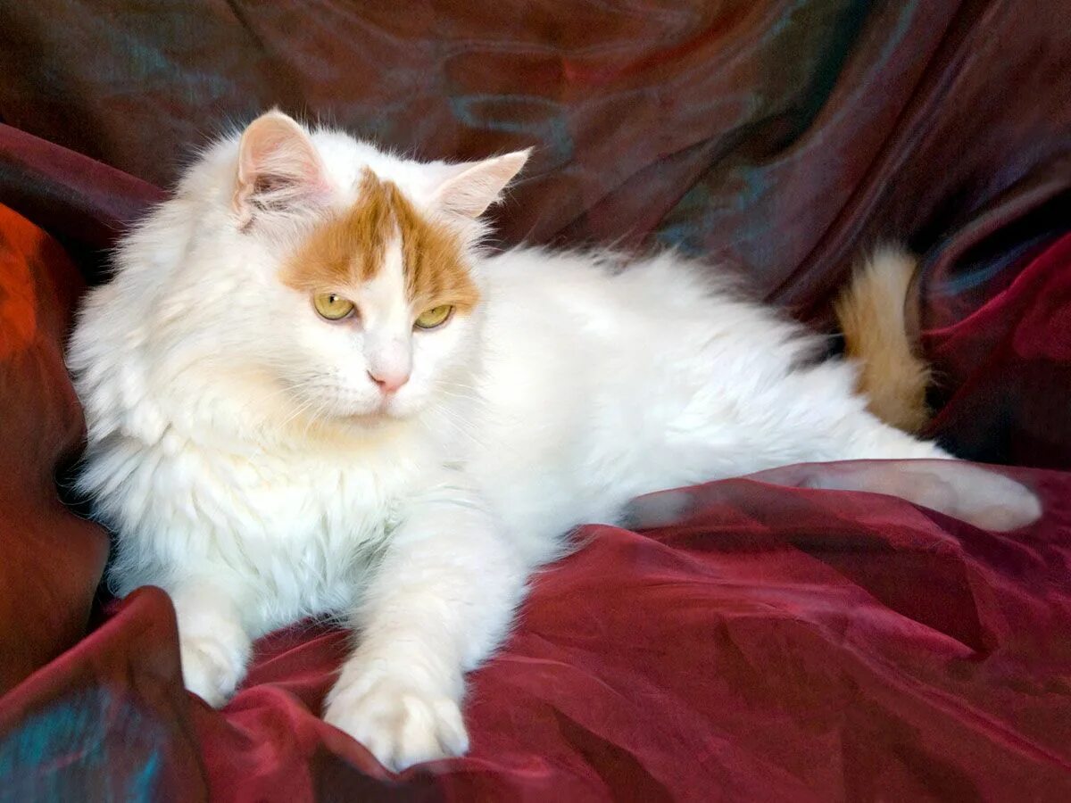 Порода кошек турецкий ван фото и описание Cat Coat Colors And Patterns - TheCatSite Turkish van cats, Turkish angora cat, 