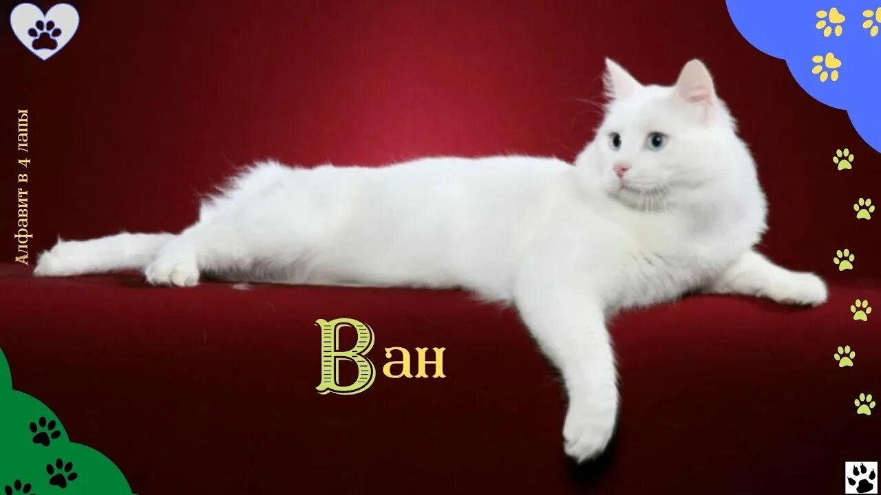 Порода кошек турецкий ван фото и описание Алфавит в 4 лапы/В: Ван/Порода кошек которая не боится воды/История породы/ хара