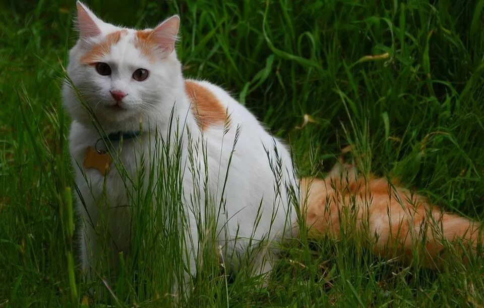 Порода кошек турецкий ван фото и описание Pin by Fiorino Bianchi on Temporary Angora cats, Turkish van, Cats