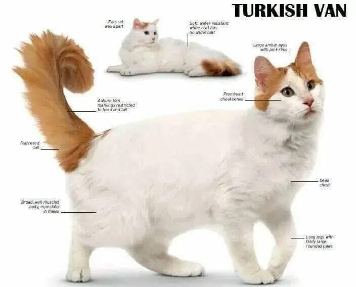 Порода кошек турецкий ван фото и описание Pin by Marjana on The Turkish Van Cat (Турецкий Ван) Cat species, Cat breeds, Tu
