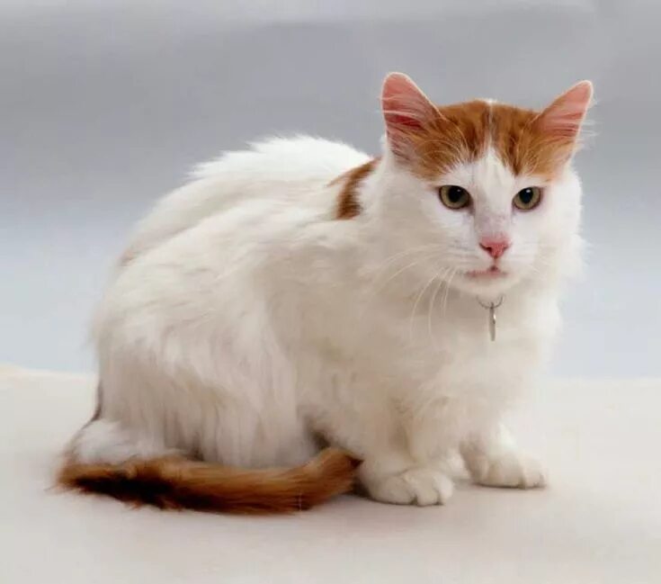 Порода кошек турецкий ван фото и описание Turkish Van Cat #vancats #turkishvancat #catbreeds Angora cats, Turkish van cats
