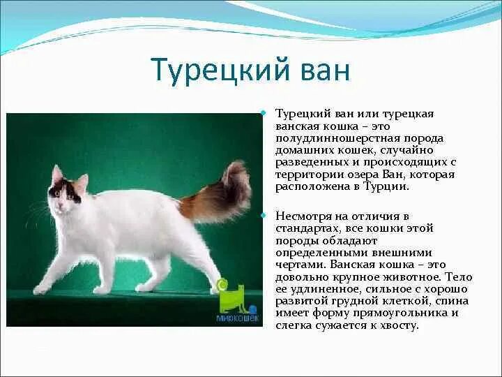 Порода кошек турецкий ван фото и описание Описание породы "турецкий ван" - особенности окраса, характер и история происхож