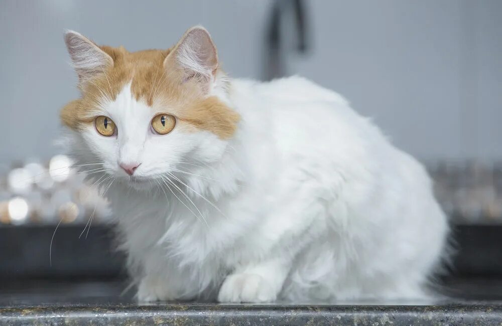 Порода кошек турецкий ван фото и описание Рыжие кошки Purina