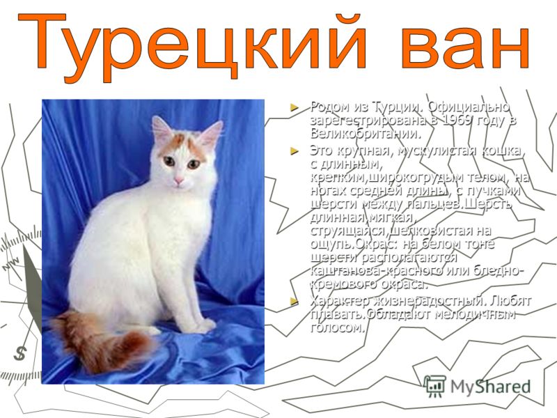 Порода кошек турецкий ван фото и описание Все что нужно знать о турецких ванах: подробное описание породы кошек