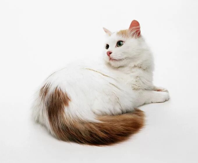 Порода кошек турецкий ван фото и описание Turkish Van Cat Breed Information & Characteristics Turkish van cats, Angora cat