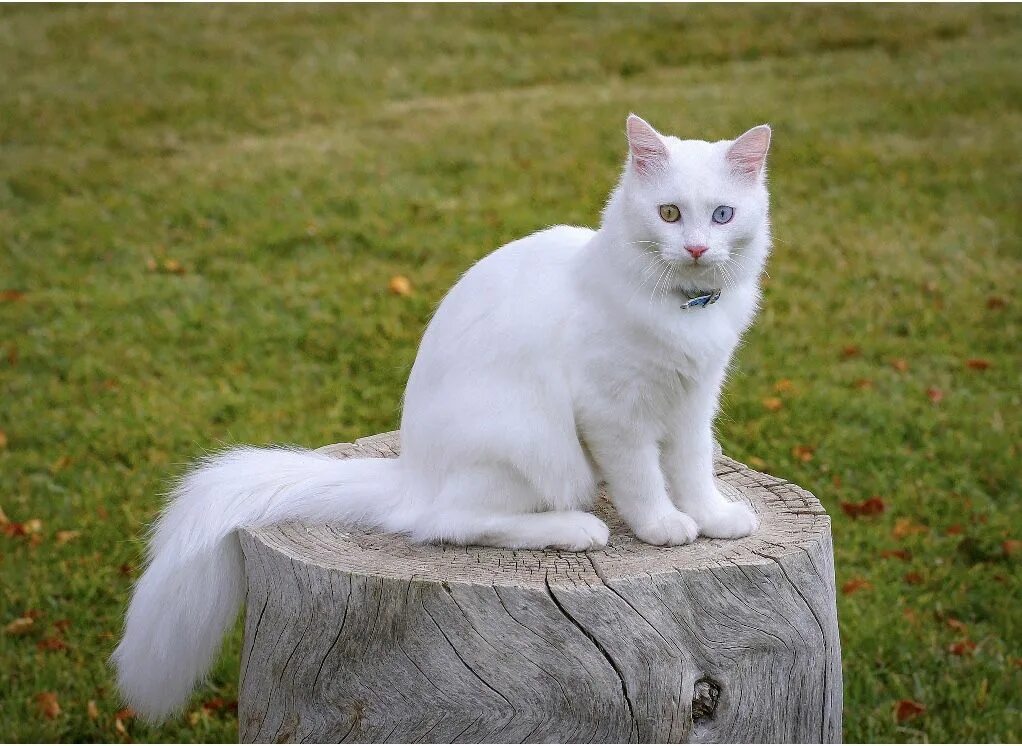Порода кошек турецкий ван фото и описание Up by cloudy Animals, Cute animals, Cats