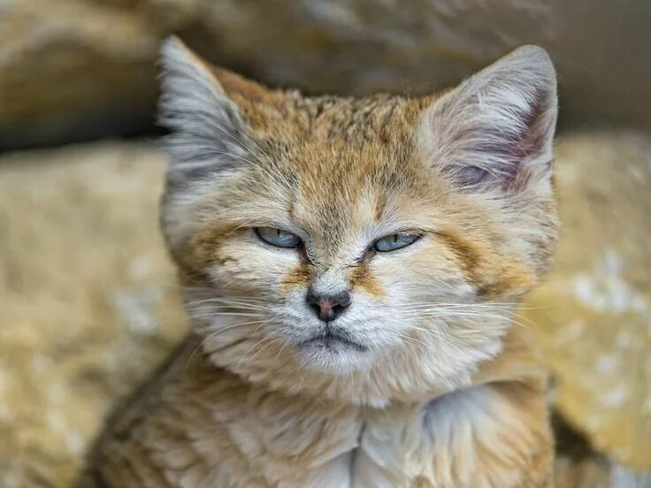 Порода кошек выглядит как котенок 8 Things You Didn't Know About the Sand Cat Sand cat, Cute animals with funny ca