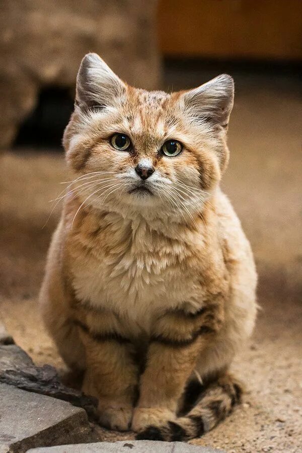 Порода кошек выглядит как котенок Pin by Meghan Beatty on wild Call Small wild cats, Cats, Sand cat