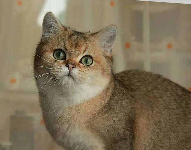 Порода кошек золотая шиншилла фото цена Кошечка,золотая шиншилла ищет кота для вязки. - купить, цена 1 руб., продано 3 м
