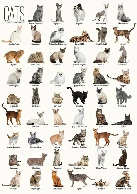 Порода кошки по фото онлайн 10 популярных идей на тему "types of cats breeds chart" для вдохновения