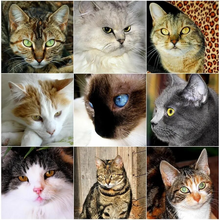 Порода кошки по фото онлайн cat collage Cute animals, Animals, Cats