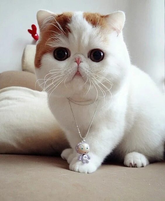 Порода кота по фото онлайн Pin by Jenni Talbot on Haylee & Scarlett Exotic shorthair cat, Cute cat breeds, 