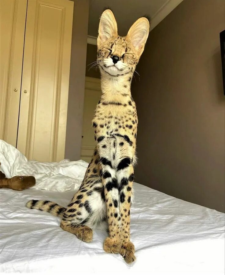 Порода кота по фото онлайн F1 Savannah Cat florida Illinois New Jersey Детеныши животных, Сервал, Очаровате