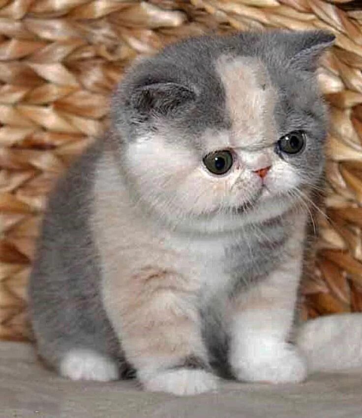 Порода котенка по фото exotic shorthair kittens - if i owned this cat, i would NEVER be able to stop la