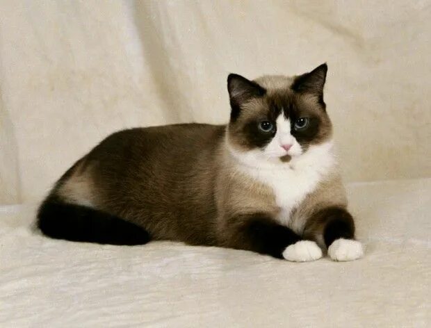 Порода котенка по фото Cat Breed of the Day: Snowshoe Snowshoe cat, Cat breeds, Beautiful cats