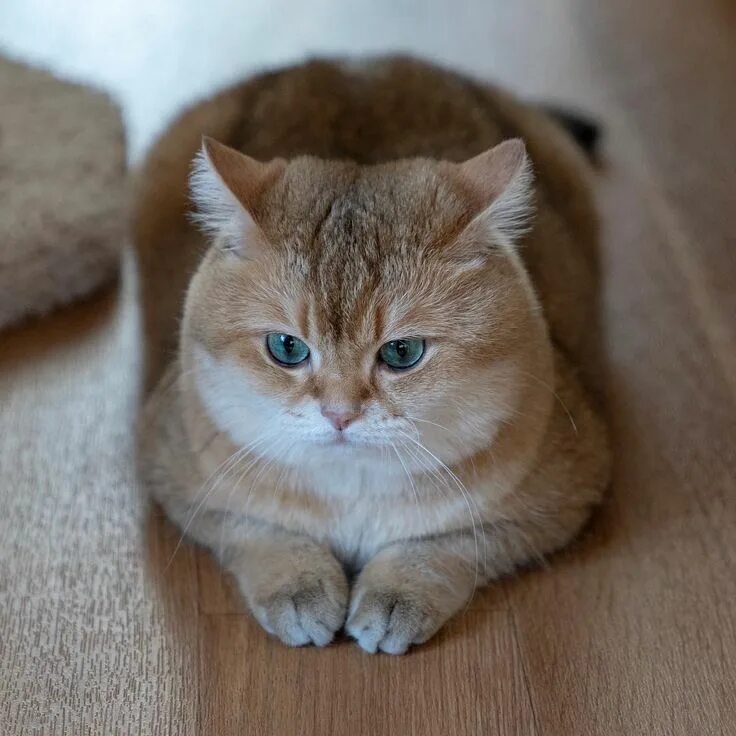 Порода котенка по фото онлайн Hosico Cat di Instagram "My ears are like a plane, right? #✈" in 2024 Cats, Cat 