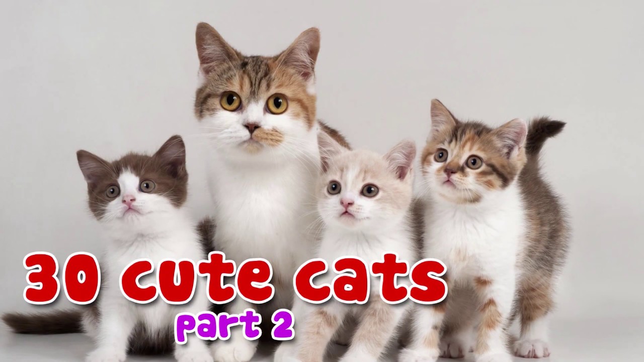 Порода котенка по фото онлайн бесплатно 30 Cute Cat Part 2 Animal Sound & Kids Songs AnimalsTV - YouTube