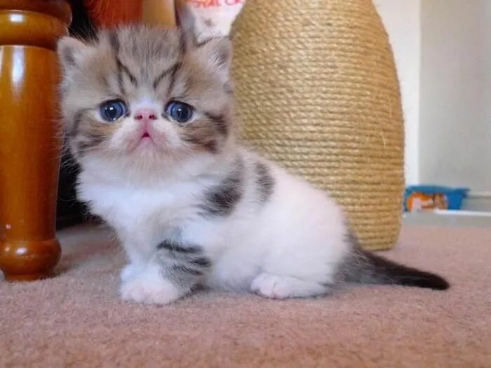 Порода котенка по фото онлайн бесплатно 30 самых удивительных пород кошек Exotic shorthair cat, Exotic cats, Cute cats