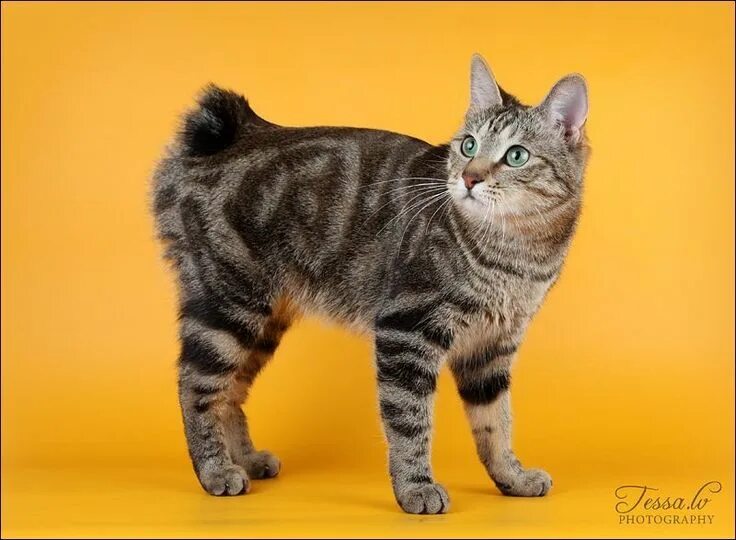 Порода котов без хвоста название и фото Pin by R2 on ❤ Cats - Manx and Bobtail Breeds American bobtail cat, Bobtail cat,