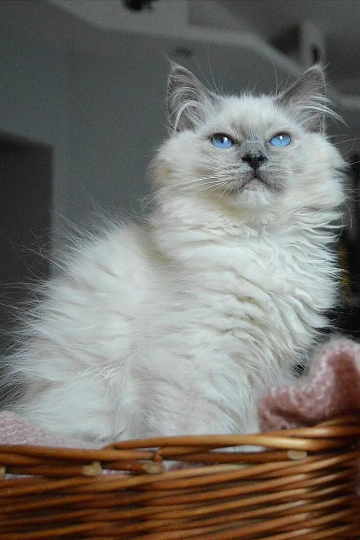 Порода котов тряпичная кукла фото How are you, Hoomans? in 2022 Animals, Ragdoll, Cats