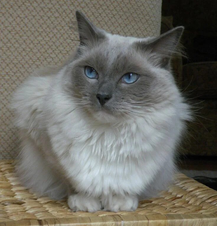 Порода котов тряпичная кукла фото The 12 Most Popular Cat Breeds Cat breeds, Ragdoll cat, Most popular cat breeds