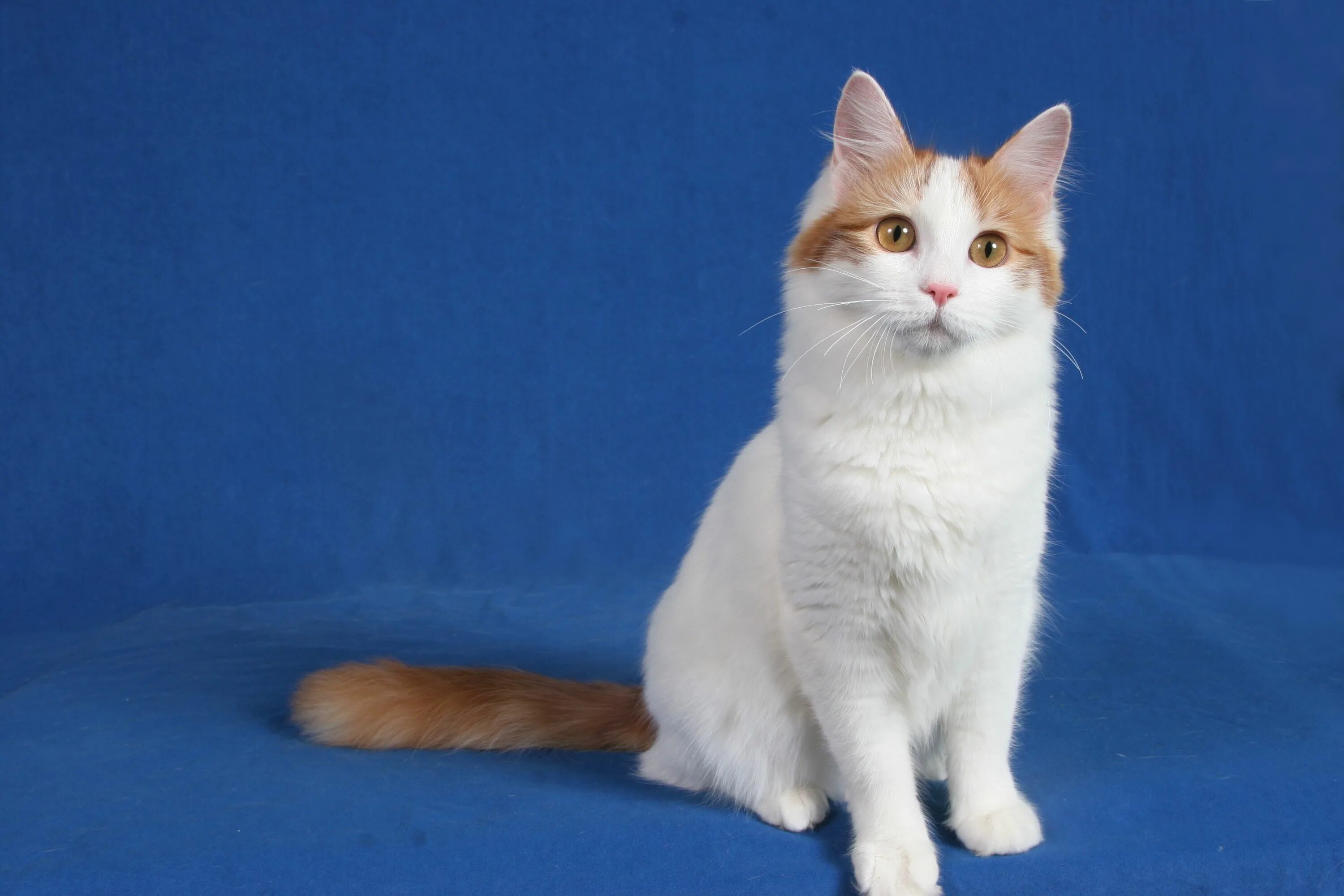 Порода котов турецкий ван фото и описание Turkish Van Cat Turkish van, Turkish van cats, Cute cats