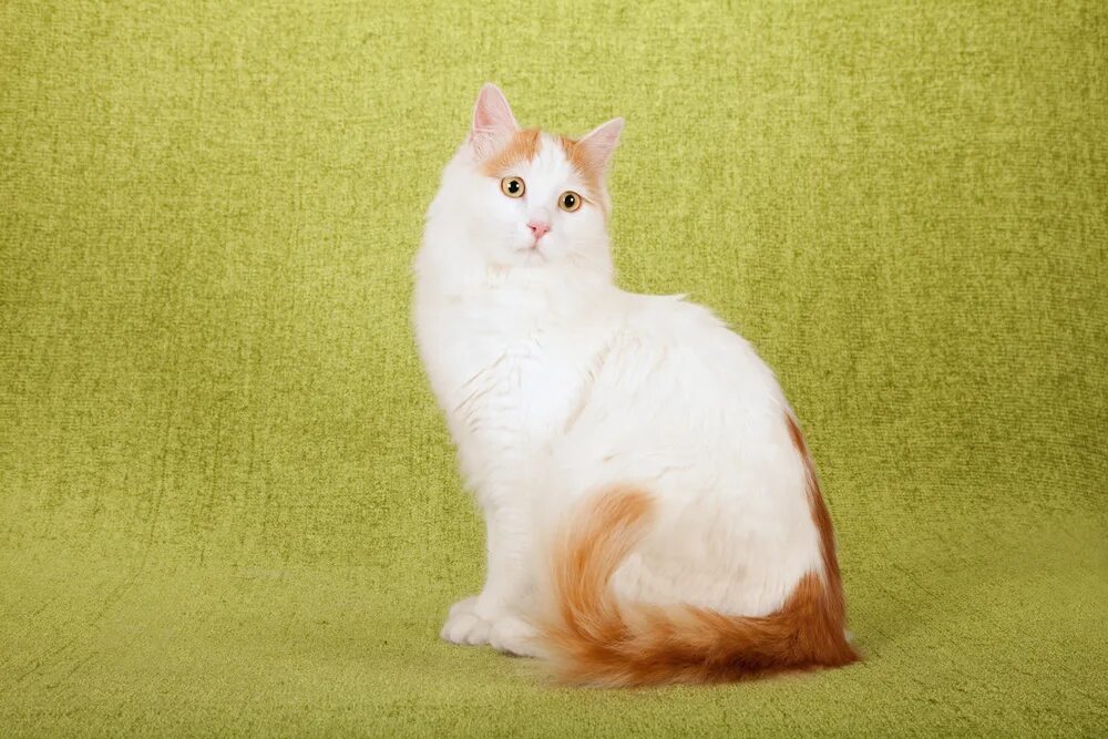 Порода котов турецкий ван фото и описание Turkish Van Cat Breed Info: Pictures, Temperament & Traits - Catster