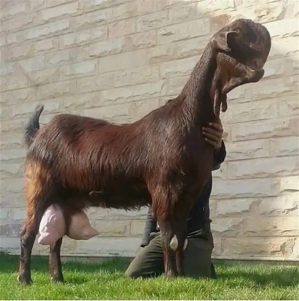 Порода коз с длинными ушами фото This is a Damascus goat. Damascus goat, Weird animals, Raising farm animals