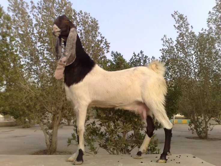 Порода коз с длинными ушами фото مزايين الماعز ونوادرالعارضي في مزاد ديراب هذا الخميس Unusual animals, Goats funn