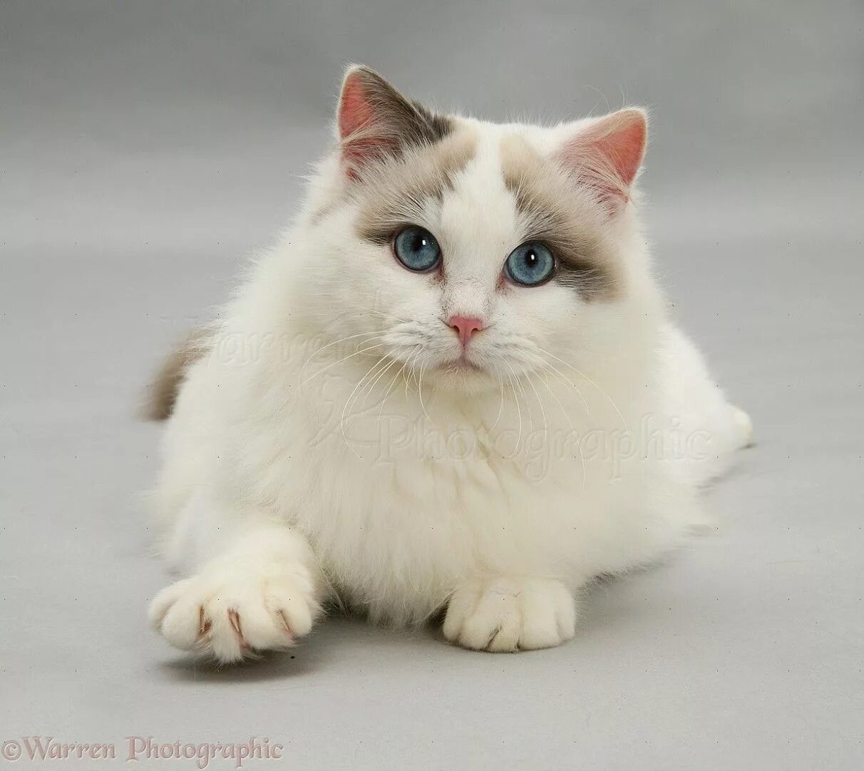 Порода кукла фото Lilac bicolour Ragdoll cat photo Different types of cats, Ragdoll cat, Types of 