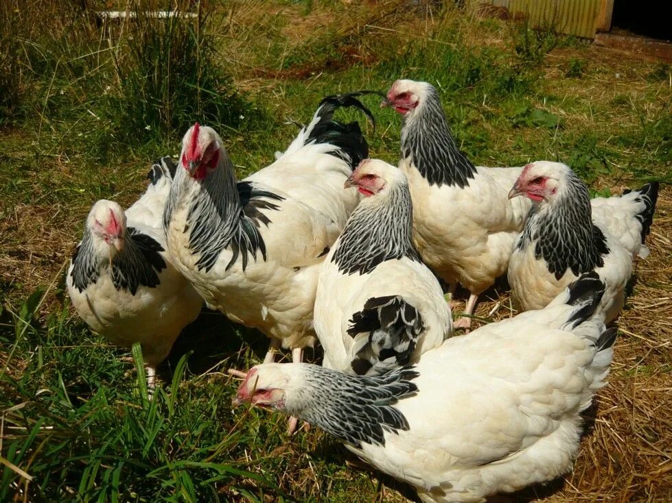 Порода кур адлерская фото отзывы Chooks on the Farm
