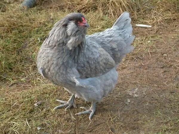 Порода кур амераукана фото и описание Chickens That Lay Colorful Eggs - Info on the Chicken that Laid the Egg Egg layi