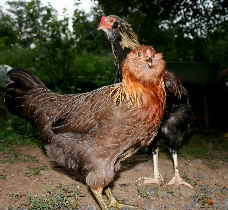 Порода кур амераукана фото и описание 15 Popular Breeds of Chickens for Raising as a Backyard Flock - 1- Ameraucana: T