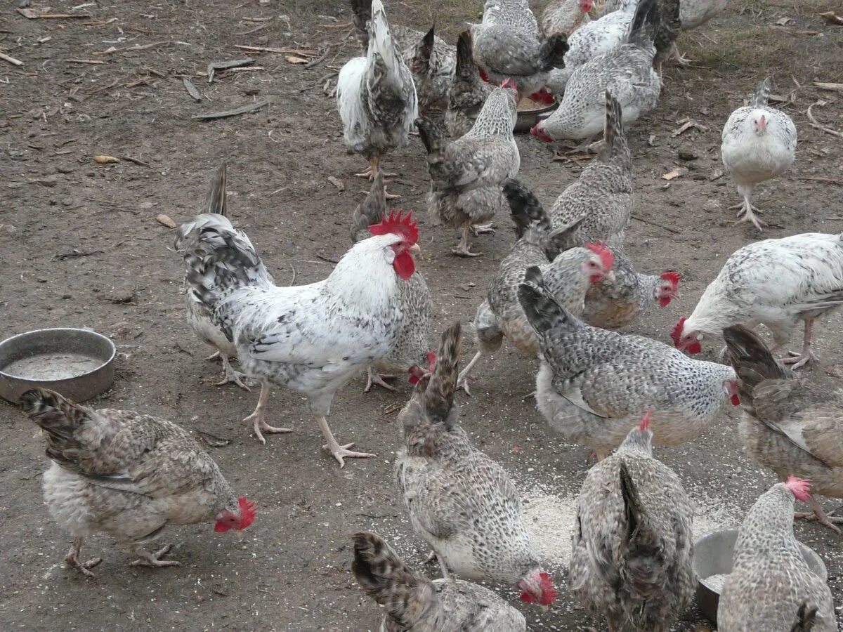 Личное подсобное хозяйство, egg and poultry meat, Udmurtian Republic, Syumsinski