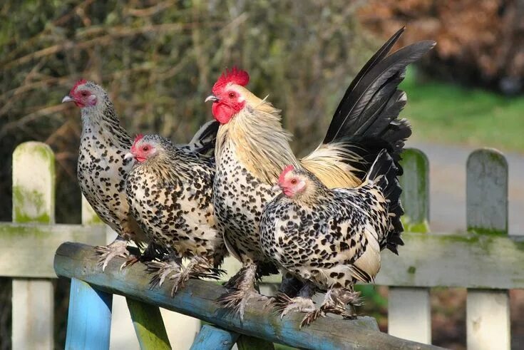 Порода кур бентамки фото отзывы La Sabelpoot, une poule aux mille vertus animOgen Beautiful chickens, Chicken pi