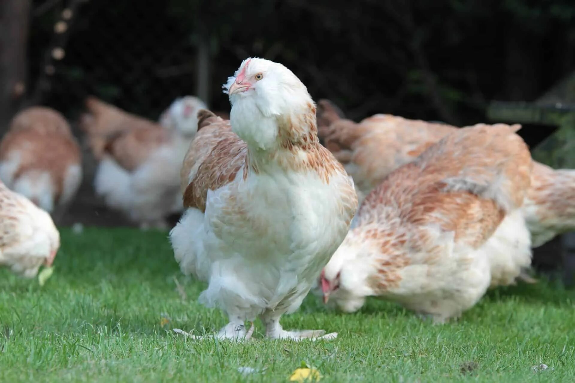 Порода кур фавероль описание фото цена Faverolles Chicken: Pictures, Facts, Uses, Origins & Characteristics Animal Worl