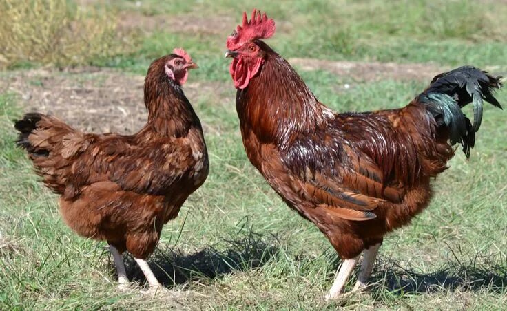 Порода кур фото цены State Bird: Rhode Island Red Chicken Rhode island red rooster, Rhode island red 